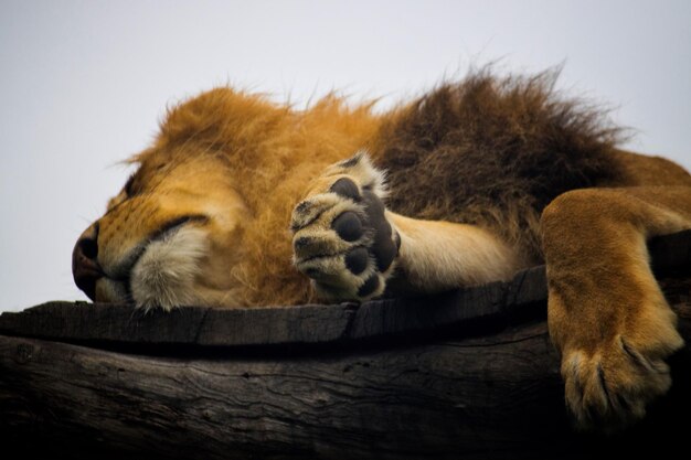 Photo close-up of a sleeping resting