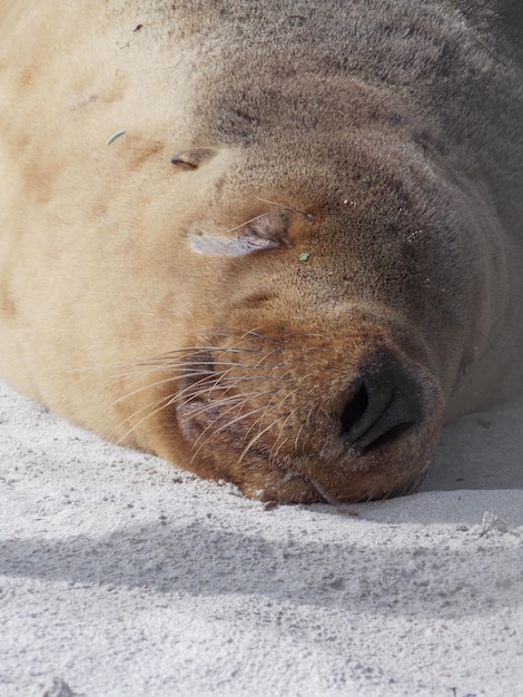 Foto prossimo piano di una foca addormentata sulla sabbia della spiaggia