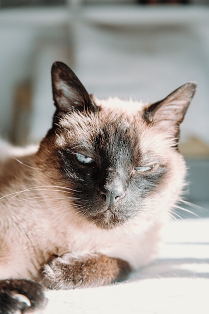 Close up on sleepy cat taking a sunbath