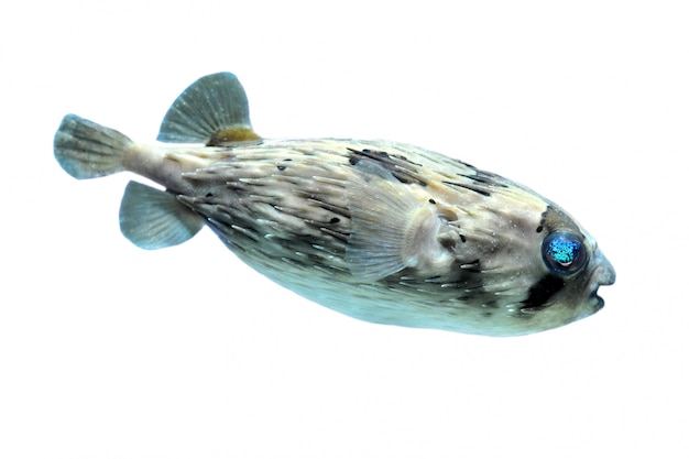 Photo close up slender-spined porcupine fish