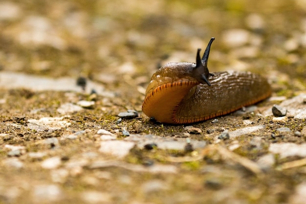 close-up of slug on rock