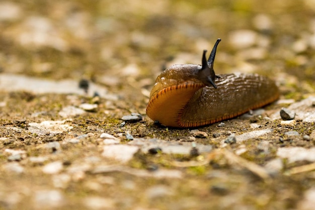 Photo close-up of slug on rock