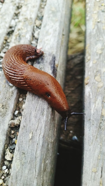 close-up of a slug on wooden surface