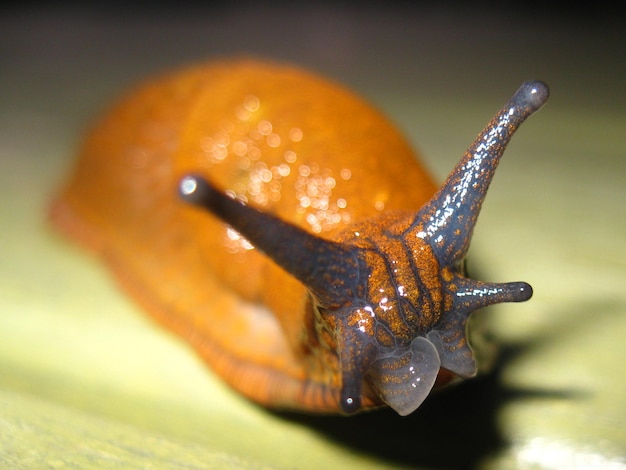 close-up of slug