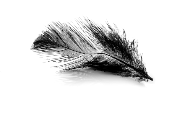 Photo close-up of small black feather isolated on white backgroind