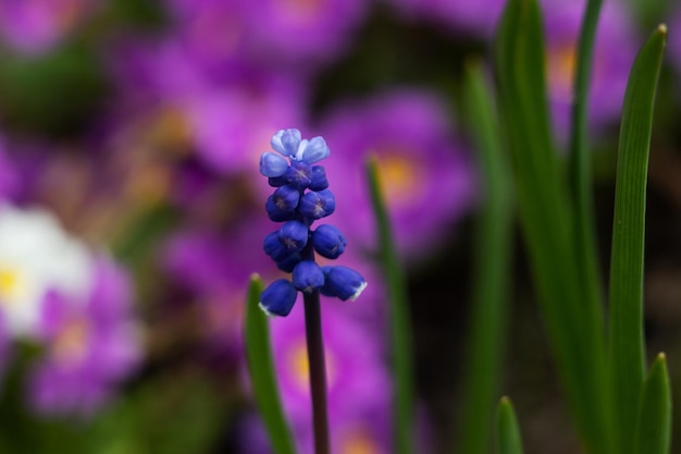 Foto primo piano di piccolo fiore blu