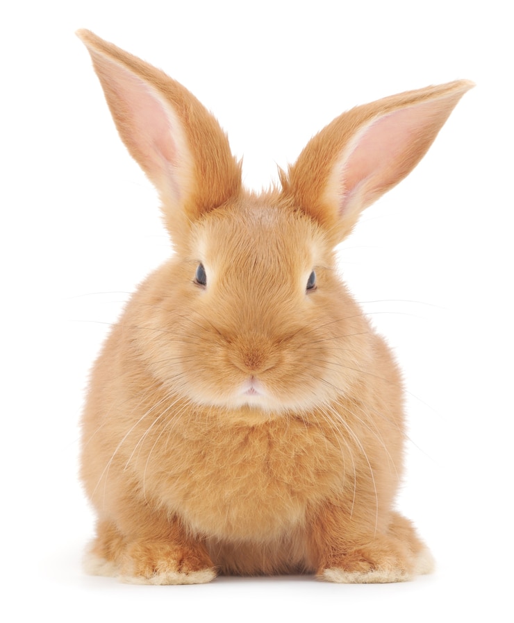 Photo close up small brown bunny