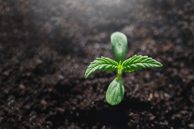 Foto chiudere la piccola cannabis dal seme in giardino