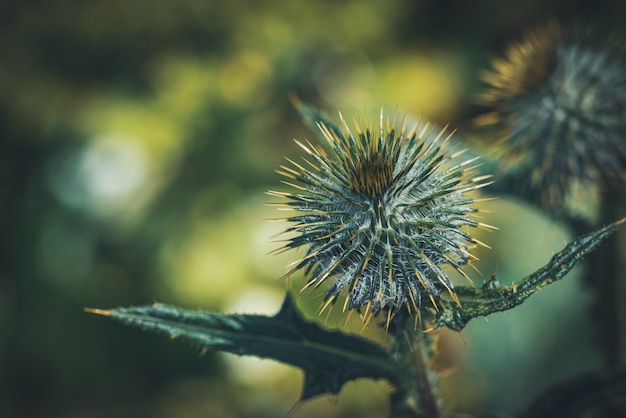 작은 Cirsium vulgare 싹의 클로즈업