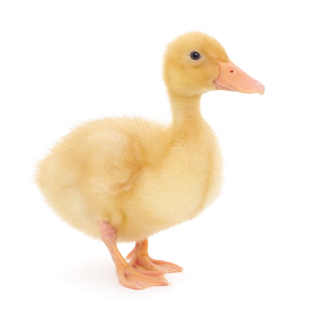 Close up small duckling in studio