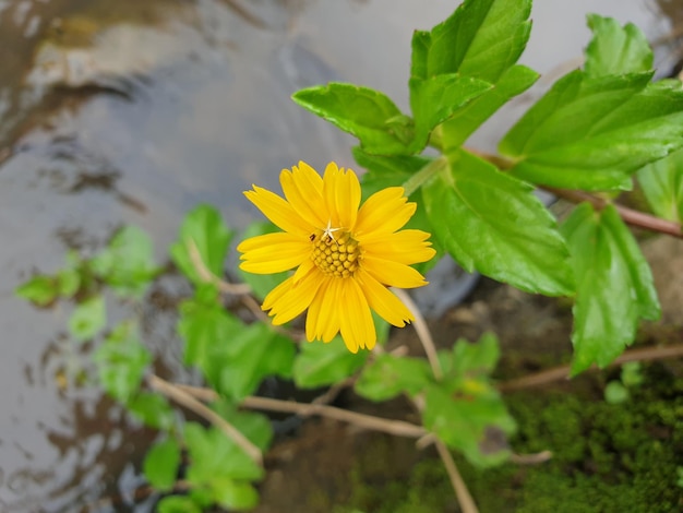 庭の背景の美しい自然の概念熱帯の葉の小さな花のクローズアップ