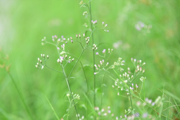 Близкий взгляд на небольшое цветущее растение на поле