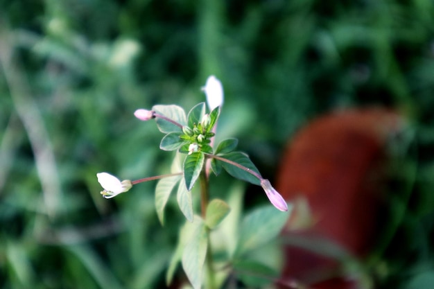 Close-up of small flowering plant