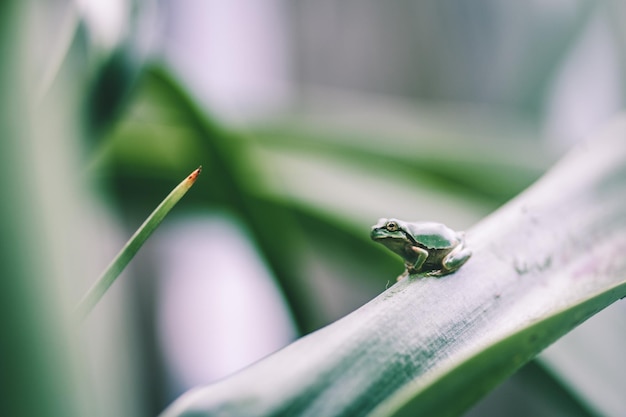 植物 の 上 の 小さな カエル の クローズアップ
