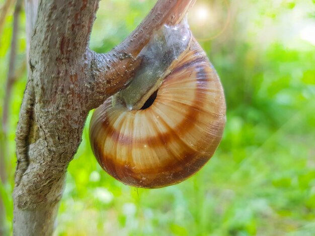 Close-up of a small garden snail sitting on a tree branch against the background of nature on a sunny summer day.