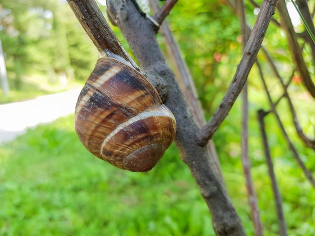 Primo piano di una piccola lumaca da giardino seduta su un ramo di un albero sullo sfondo della natura in una soleggiata giornata estiva.