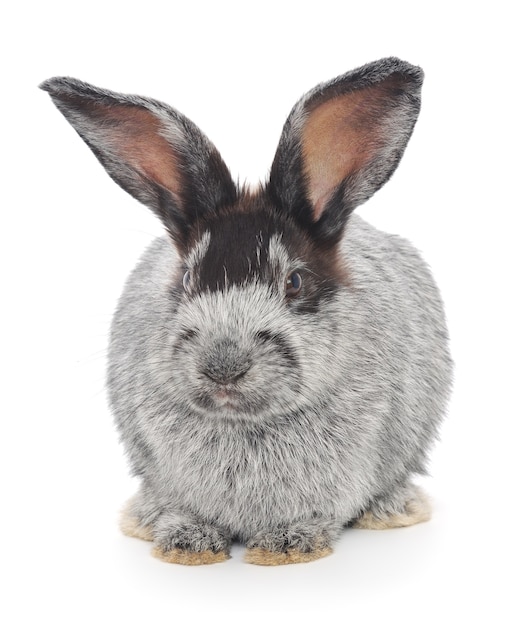 Close up small gray bunny