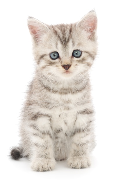 Close up small gray kitten