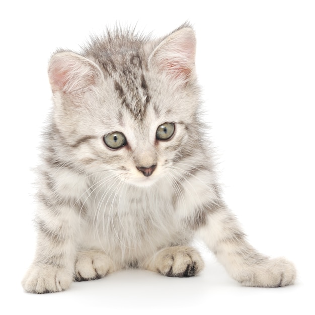 Close up small gray kitten