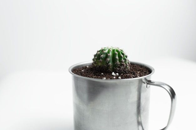 Close-up of small green cactus potted in steel mug on white surface.