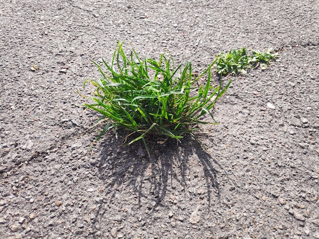 Primo piano di una piccola pianta verde che inizia a crescere attraverso l'asfalto in primavera