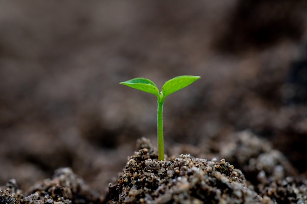 Close-up of small green tree