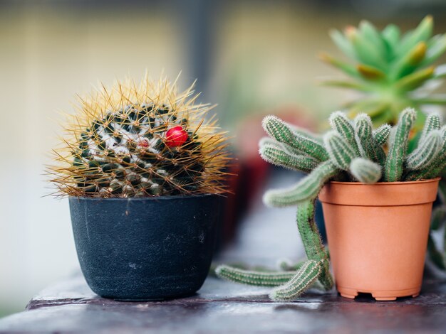 Close up of small growing cactus plants in pots.