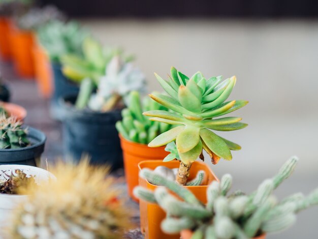 Close up of small growing cactus plants in pots