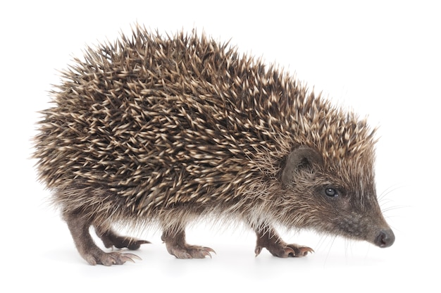 Close up small hedgehog in studio