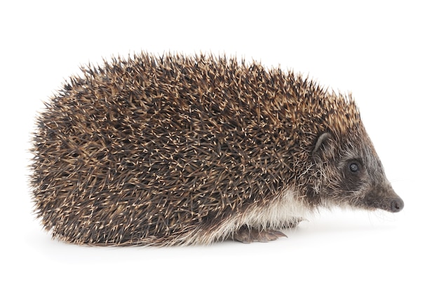 Close up small hedgehog in studio