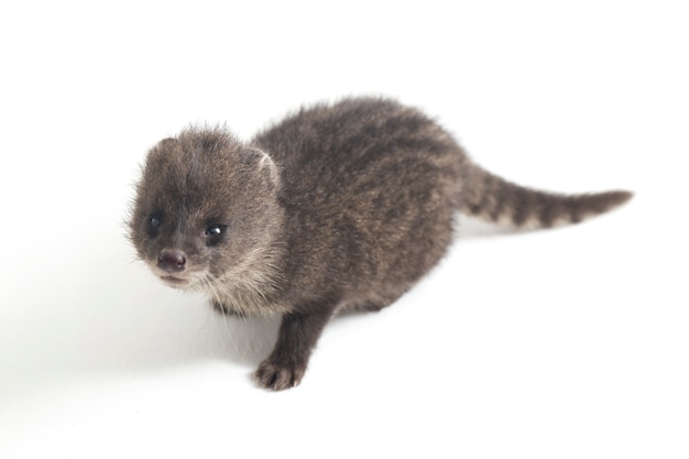 Close-up of Small Indian civet