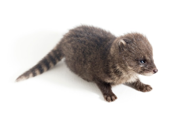 Close-up of Small Indian civet
