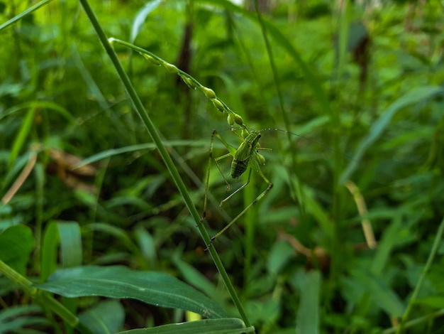 Primo piano di un piccolo insetto sullo sfondo della foglia d'erba bellissimo concetto di natura foglia tropicale