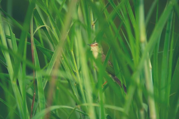 Close-up of small lizard on grass