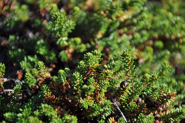 Close-up of small lizard on plant