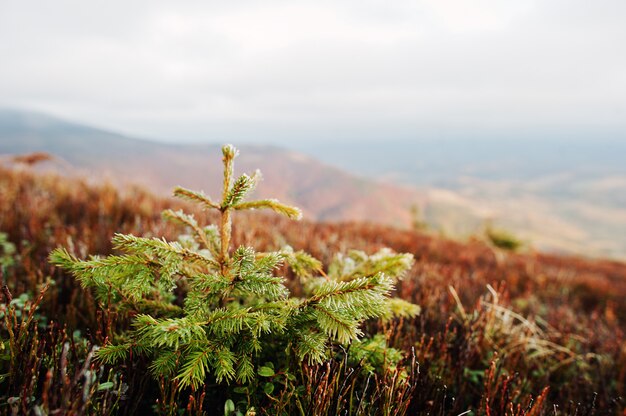 Close up small new year tree, illuminated by sun, with frost on mountains landscape