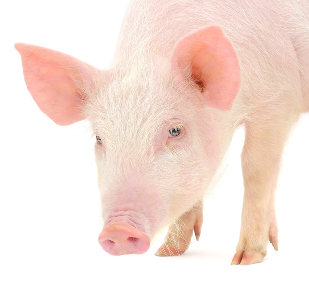 Close up small pig in studio