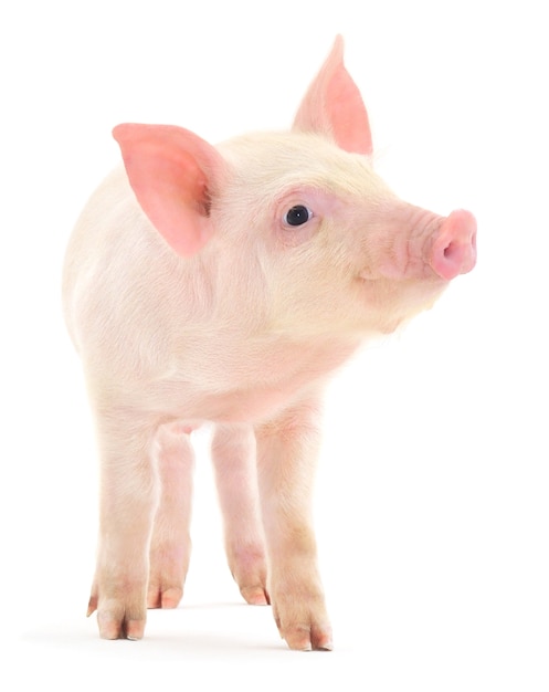 Photo close up small pig in studio