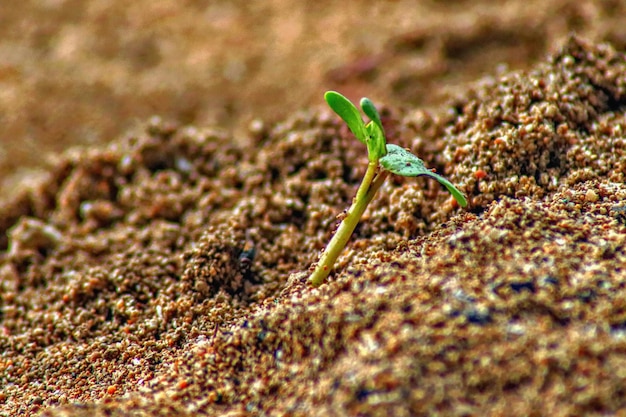 Photo close-up of small plant growing on field