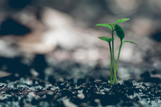 畑で成長する小さな植物のクローズアップ