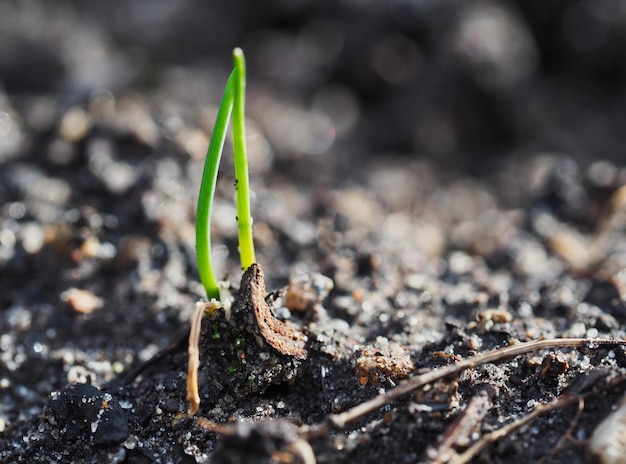 Photo close-up of small plant growing on field