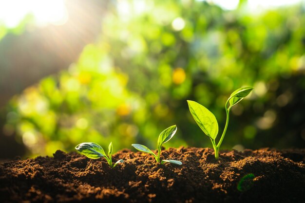 畑で成長する小さな植物のクローズアップ