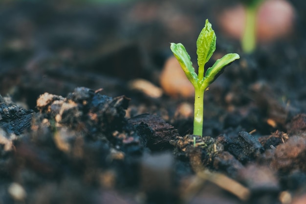 畑で成長する小さな植物のクローズアップ