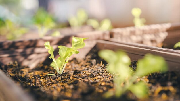 Photo close-up of small plant growing on field