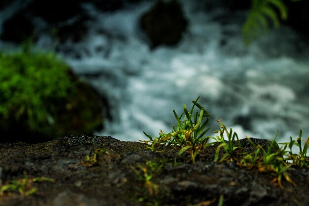 Photo close-up of small plant growing on rock