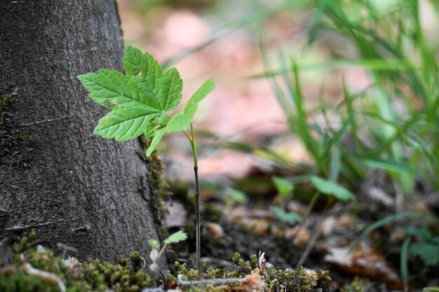 木の幹で成長する小さな植物のクローズアップ