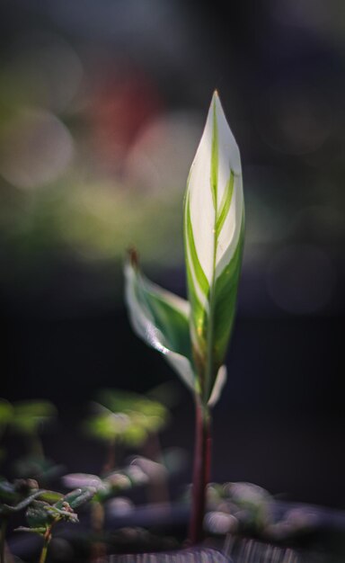 Photo close-up of small plant