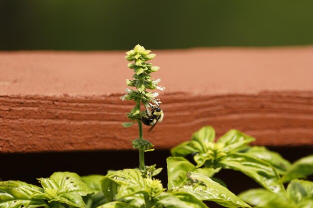 Photo close-up of small plant