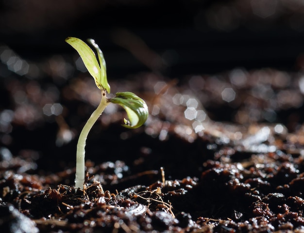 Photo close-up of small plant