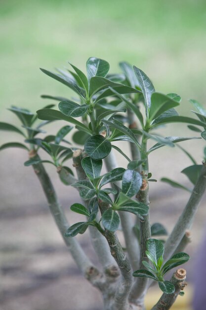 Photo close-up of small plant